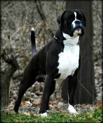 Puppyfinder.com is secure, simple and efficient way to find a puppy, sell a puppy or addopt dogs via internet. Pin On Pet Past And Prophesy