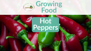 Jalapeno pflanze zum kleinen preis hier bestellen. Hot Peppers Jalapenos How To Grow And When To Plant In Your Backyard Or Patio Garden From Seed To Spoon Vegetable Garden Planner Mobile App