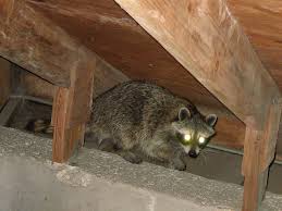 Bright attic bedroom in the apartment. Attic Room With A View Raccoon Criminals The Most Wannabes