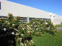 Image result for Dombeya acutangula