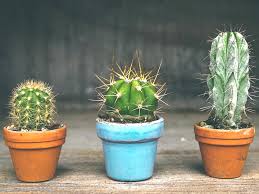 No existen reglas respecto a cada. Como Se Cultiva Un Cactus