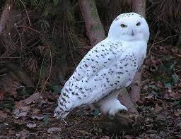 Snowy Owl Life Expectancy