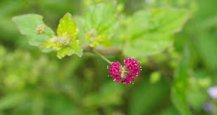 Image result for Nyctaginaceae