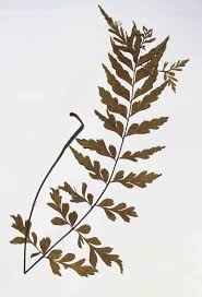 Image result for Asplenium blastophorum