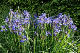 We did not find results for: Blue Iris Flowers Free Stock Photos Rgbstock Free Stock Images Micromoth May 21 2017 2