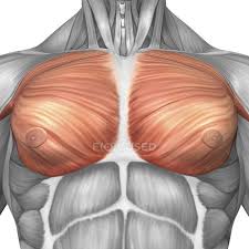 Pectoral muscles are most predominantly associated with. Anatomy Of Male Pectoral Muscles Musculus Pectoralis Major Medical Illustration Stock Photo 174714180