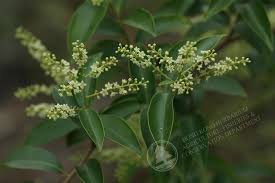 Image result for Embelia multiflora