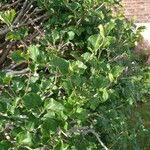 Image result for Afrocanthium mundianum