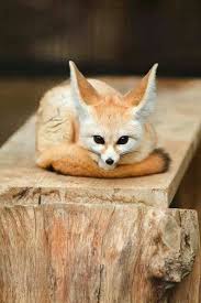 Fennec Fox Animals Cute Animals Animals Beautiful
