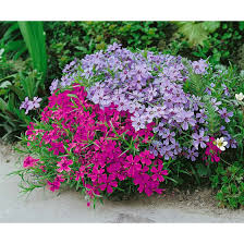 See more ideas about plants, perennials, flowers. Phlox Subulata Atropurpurea Pflanzen Fur Dich De 4 50