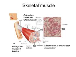 It is capable of synchronous contractions that are based on a similar mechanism. Lecture 10 Muscle Histology
