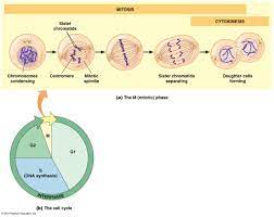 Pmat is listed in the world's largest and most authoritative dictionary database of abbreviations and acronyms. Mitosis I Pmat C Diagram Quizlet