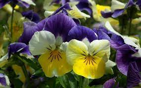 Free Image On Pixabay Flower Pansies Plant Garden Plants Pansies Beautiful Flowers Garden