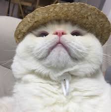 Pin By Wendy Woodham On Cute Cats Cute Animals Crazy Cats Cats