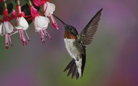 Hd Wallpaper Birds And Flowers Bird And Flower Wallpaper 1 Hummingbird Wallpaper Bird Wallpaper Bird