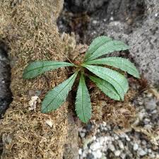 Image result for Sauvagesia