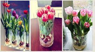 Growing Tulips Indoors Steps To Forcing Tulip Bulbs Growing Tulips Tulip Bulbs When To Plant Tulips