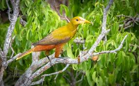 Image result for Ozoroa viridis