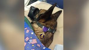 citation needed the first official use of dogs for military purposes in the u.s. Soldier Reunites With His Military Dog Months After Injuries In Afghanistan Abc News