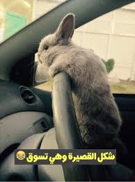صور للبنات قصيرات القامه صور بنات قصيره مكتوب عليها animals dream images image