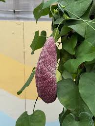 Image result for Aristolochia littoralis