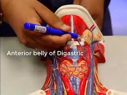 The innermost layer of a blood vessel ( the intima ) is lined with endothelial cells, which are in direct contact with blood. Muscles Blood Vessels Nerves Of The Neck Model Youtube