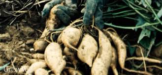 Practicing proper hygiene and food safety techniques will help prevent foodborne illness. How To Grow Sweet Potatoes From Slips
