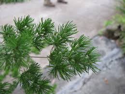 Image result for Asparagus macowanii