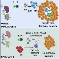 The issue is when i try to download the pdf file to save for offline use it tells me that i need a pro membership. Loss Of Bcl 6 Expressing T Follicular Helper Cells And Germinal Centers In Covid 19 Sciencedirect
