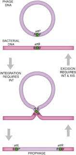 Lambda strains, mutated at specific sites, are unable to lysogenize cells; Lambda Phage An Overview Sciencedirect Topics