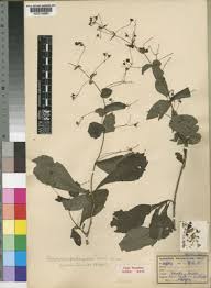 Image result for Rotheca luembensis