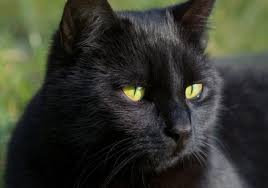 Apakah kucing hitam merupakan seekor kucing domestik? Mitos Kucing Hitam Epiphyllum Anguliger