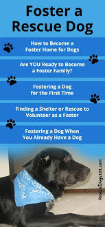 If you've applied, our home from home team will be in touch if there is a suitable dog for you. How To Foster A Dog Rescue Dogs Dog Care The Fosters