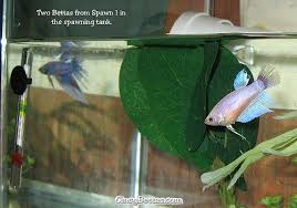Breeding Betta Fish 9 Proven Steps To Breed Betta Fish The Easy Way Breeding Betta Fish Betta Breeding Betta