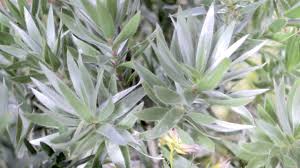 銀葉の植物 おすすめ12種類 おしゃれなシルバーリーフプランツをまとめたリストです