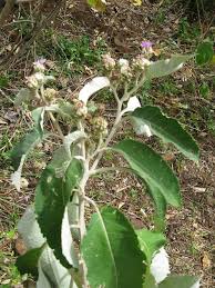 Image result for Vernonia anthelmintica