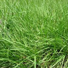 Image result for Paspalum notatum