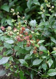 Image result for Pupalia micrantha