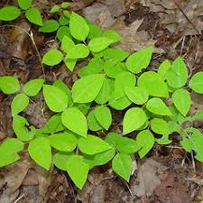 Image result for Amphicarpaea africana