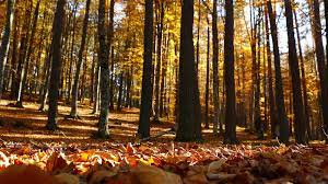 Maybe you would like to learn more about one of these? Kunduz Vezirkopru