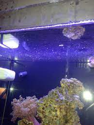 Film On Top Of Water Water Chemistry Nano Reef Community