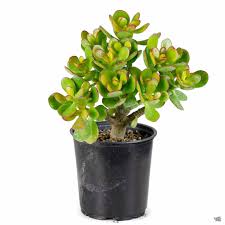 Image result for Crassula zombensis