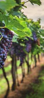 Des brumisateurs pour plus de fraîcheur