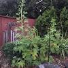 They bloom the following year, unless brutal winter weather kills them. 1