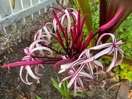 Image result for Crinum walteri