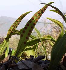 Image result for Pleopeltis