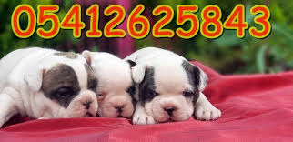 yavru fransiz bulldog bulldog bulldog yavrulari fransiz bulldog