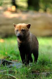 Bush Dog This Looks Like A Miniature Bear I Love Bears This Is The Perfect Dog For Me Wild Animals Pictures Wild Dogs Unusual Animals