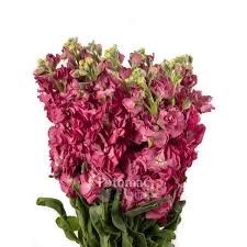 Stock Mauve Potomac Floral Wholesale Floral Mauve Flowers