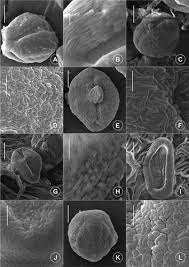 Image result for Rotala juniperina